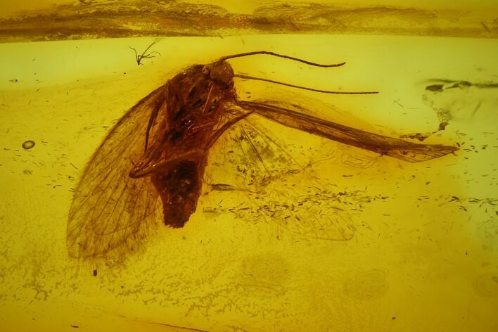Fossil Adult (Imago) Moth (Lepidoptera) in Baltic Amber #173645